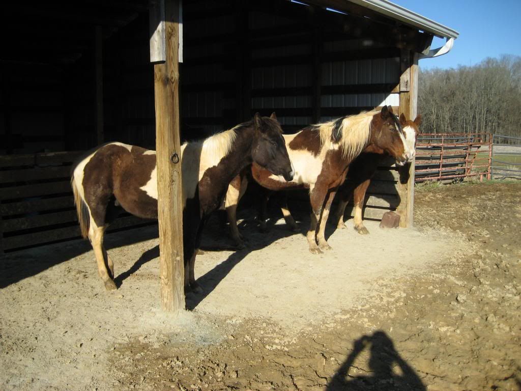 Where to put a hitching post? The Horse Forum